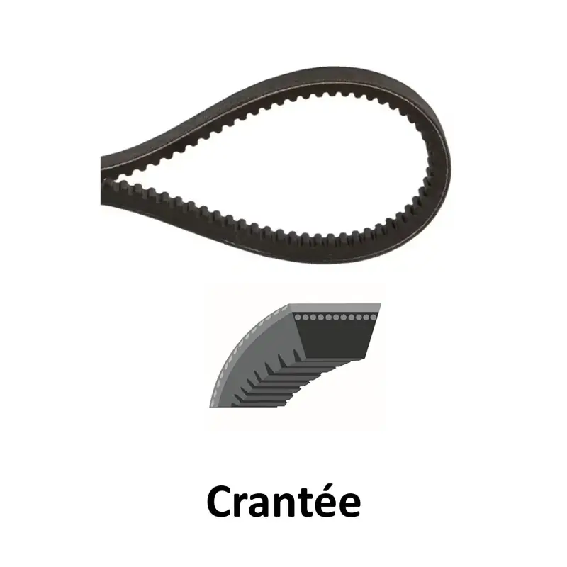 Acheter Direct Z21 1/4 – Courroie Crantée