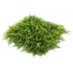 Populaire Plaques clipsables 1m2 – feuillage fougère – JET7GARDEN – J7GFOUGERE